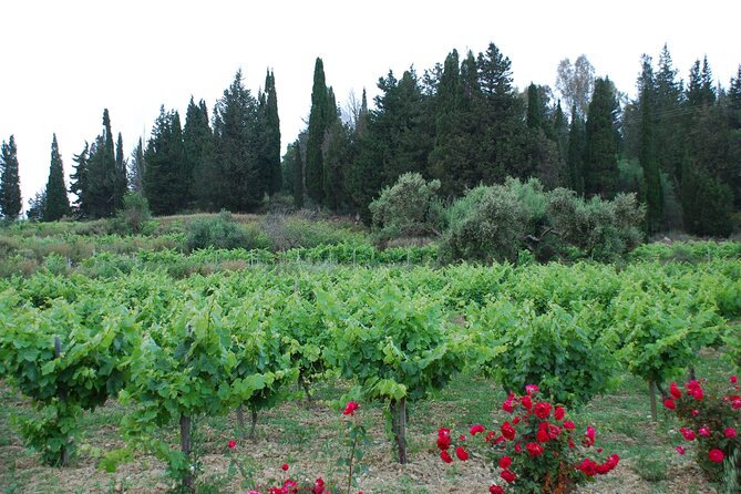 Organic Wine Tasting in Kefalonia