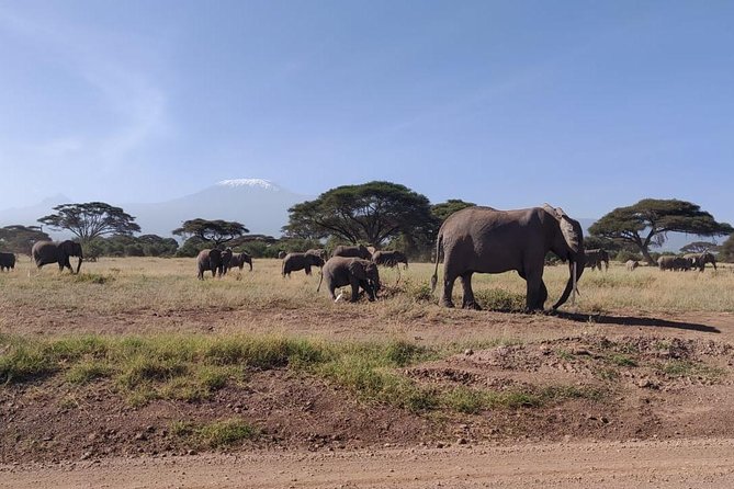 Overnight Safari to Amboseli National Park