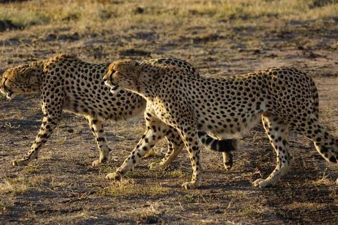 Overnight Safari To Maasai Mara