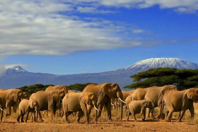 Overnight Tour in Amboseli National Park From Nairobi