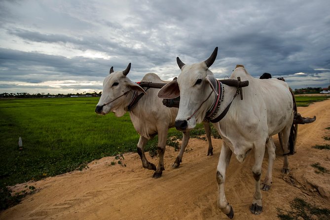 Ox Cart Ride of Rural Cambodia