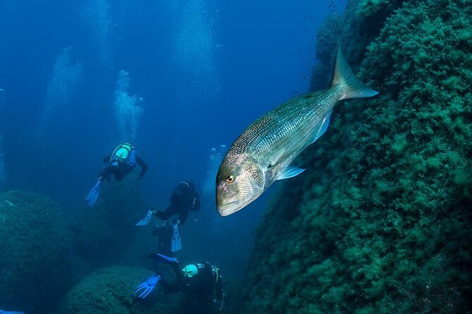 Package of 6 Single Dives to the Capo Carbonara Marine Protected Area