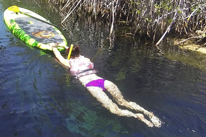 Paddleboard Cenote Tour - Tour Overview