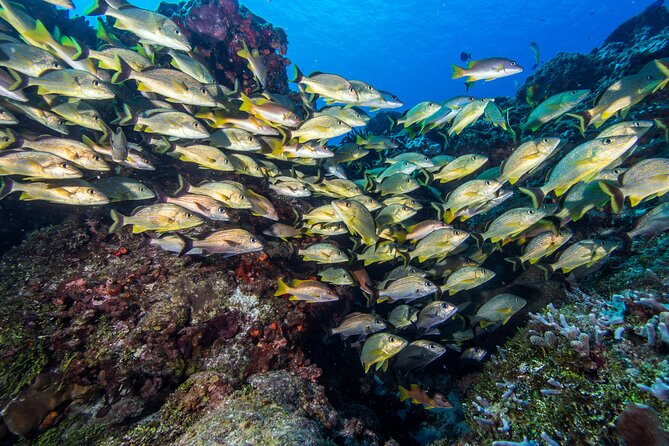 PADI Discover Scuba Diving Tour in Cozumel