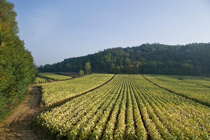 Pasta Making Class in the Vineyard With Wine Tour RM Countryside