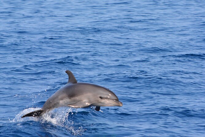 Pelagic Wildlife Excursion - Sightings of Pelagic Wildlife