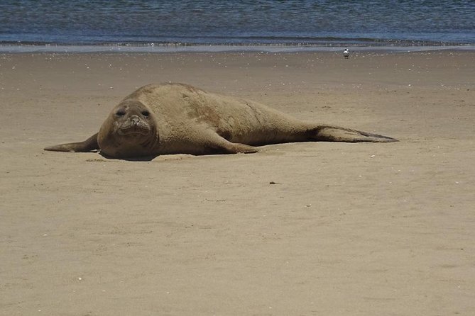 Pelican Point Seal Colony 4×4 Tour