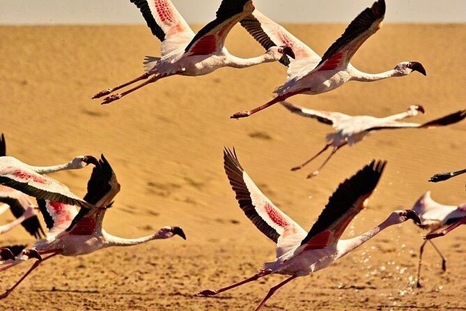 Pelican Point Tours,Lagoon Tours, Dune7 Adventure