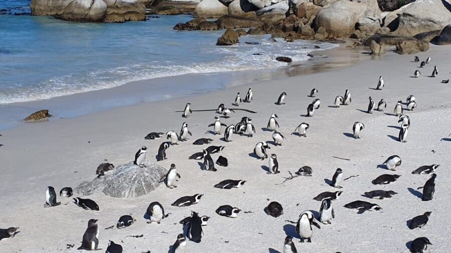 Penguins and Cape Point Group Tour From Cape Town