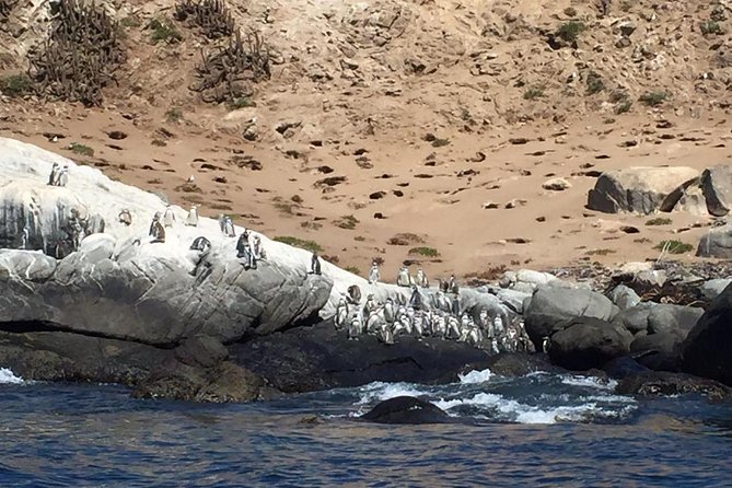 Penguins Watching-Navigation & HorseRide&Barbecue From VALPARAISO - Overview of the Tour Experience