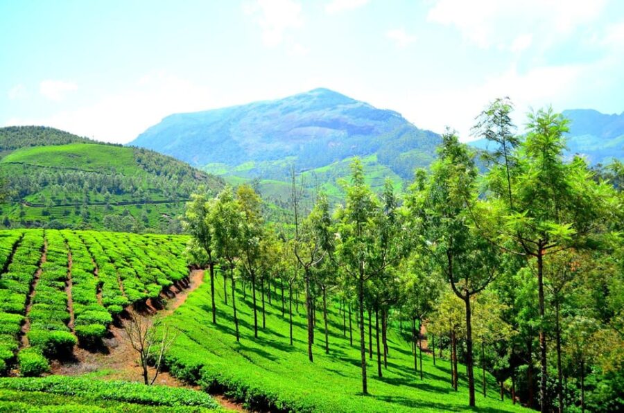 Periyar National Park With Kerala Tea Garden and Beach Tour