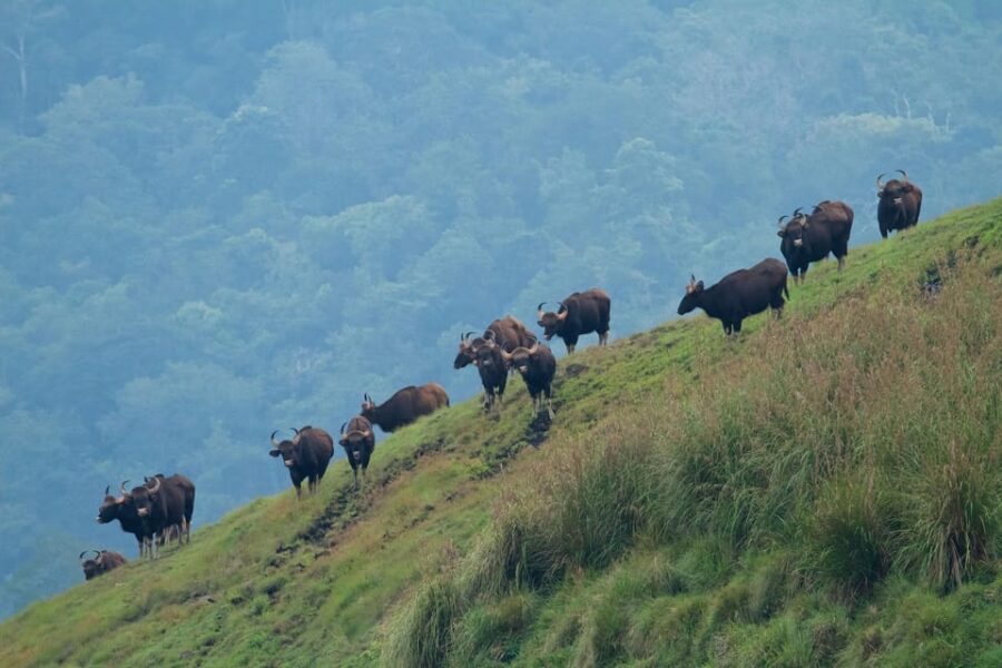 Periyar Wildlife Tour With Luxury Services (03 Days Tour)