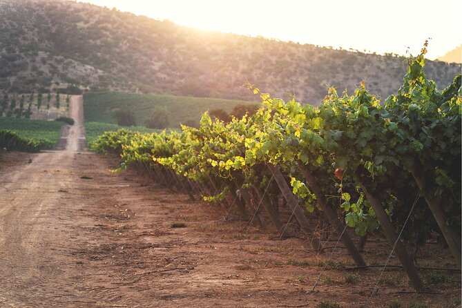 Pickup San Antonio Port Visit Chocalan Winery & Transfer to Hotel