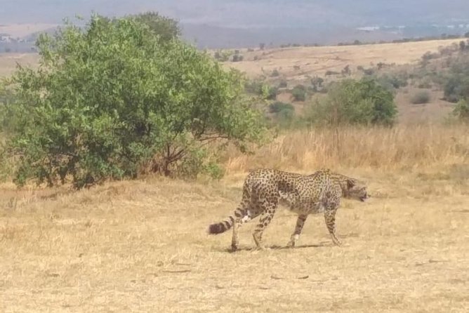 Pilanesberg and Sun City Tour