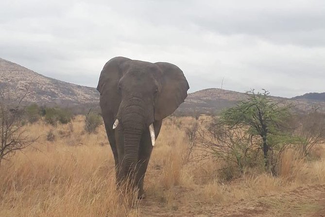Pilanesberg Game Reserve Guided Day Tour From Johannesburg or Pretoria