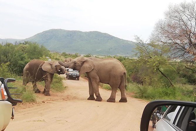 Pilanesberg Nature Reserve & Lion & Rhino Park Private