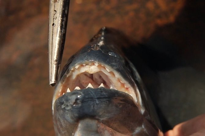 Piranha Fishing Experience in the Amazon Jungle