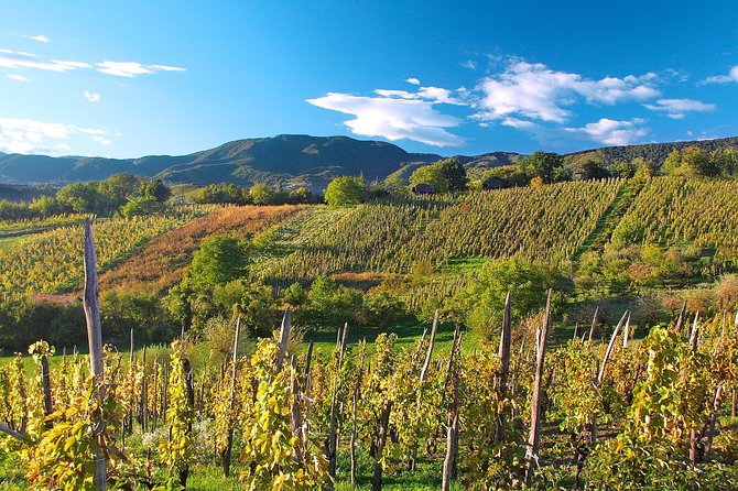Plesivica Region Wine Tasting Half-day Tour - Overview of the Tour