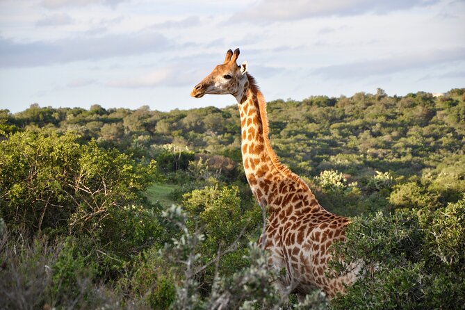Port Elizabeth Safari and City Tour From Gqeberha