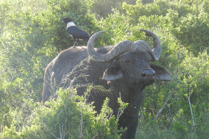 Port Elizabeth Shore Excursion: Addo Elephant Full Day Safari &BraaiLunch(BBQ)