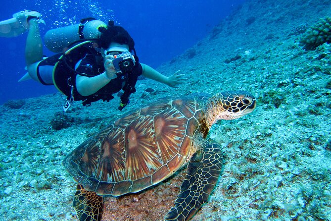 Preimum Private Guided Shore Dive
