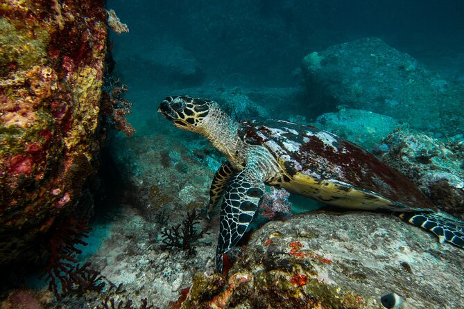 Private 2-Hour Tour in Nassau - Tour Overview