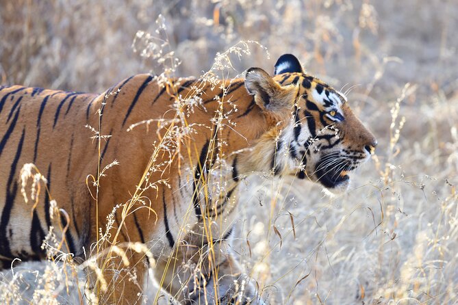 Private 3-Day Ranthambhore Tiger Tour From Agra Ending in Jaipur - Key Highlights of the Tour