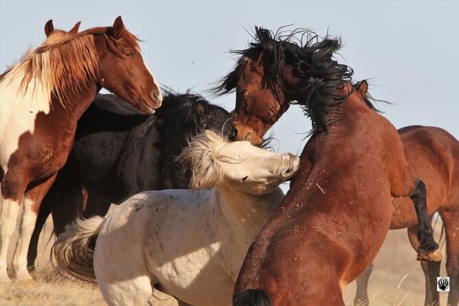 Private 4 Hour Red Canyon Wild Mustang Air Conditioned Van Tours - Tour Highlights