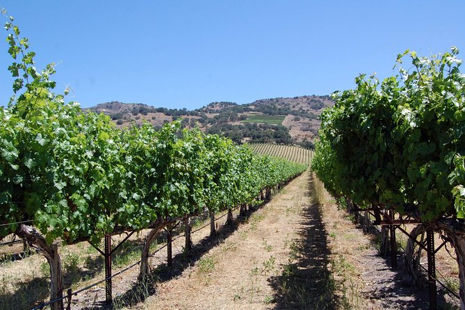 Private 6 Hour Napa Valley Wine Tour