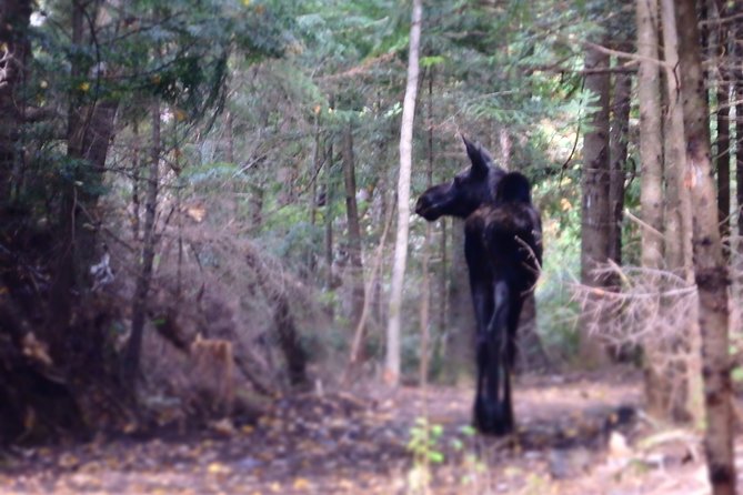 Private All-Inclusive Algonquin Tours (3 Day Guided Camping) - Tour Overview