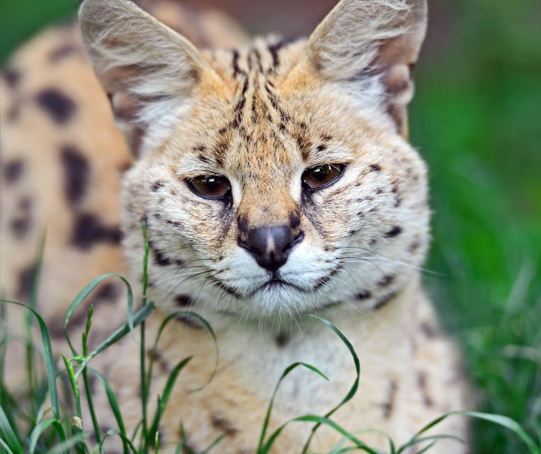 Private Animal Lover's Tour – Half Day