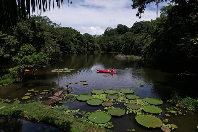 Private Bird Watching Experience in Los Chocuacos