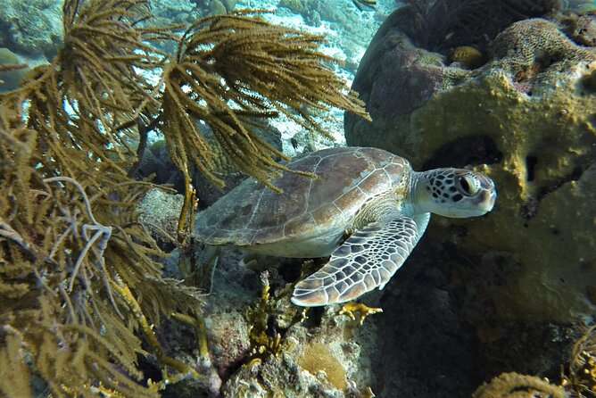 Private Boat Snorkel Tour to Klein Bonaire