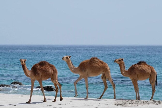 Private Caribian Orient (Swiming in Fazayeh Beach ) - About the Tour