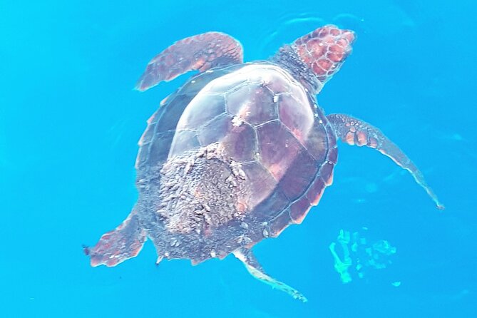 Private Charter Ocean Safari