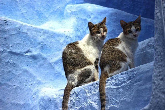 Private Chefchaouen Day Trip From Fez