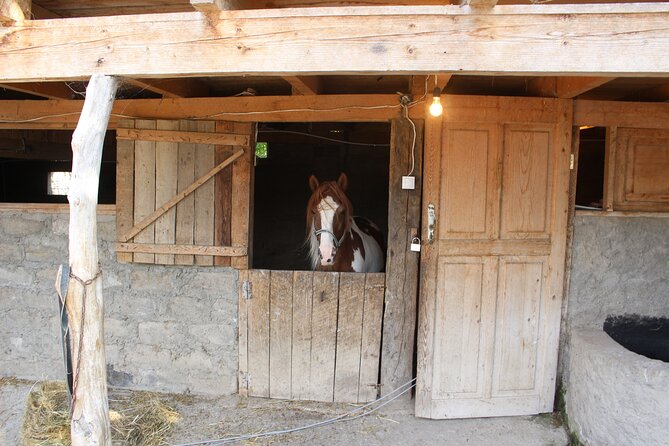 Private Day Horse Riding Trip to Sighnaghi With Lunch and Wine/Beer.