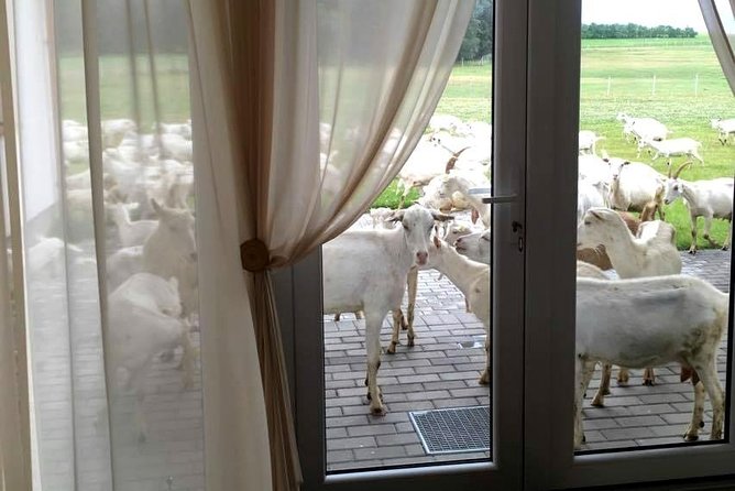 Private Day Tour From Vilnius to Goat Cheese Farm and Kernave Historical Capital