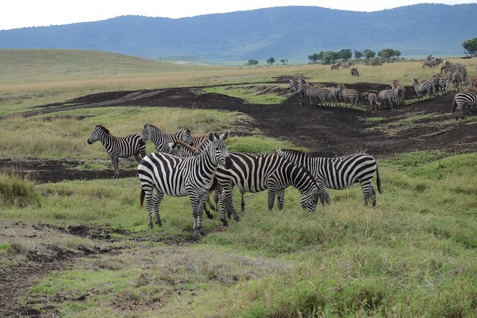 Private Day Tour in Serval Wildlife and Kikuletwa Hot Spring