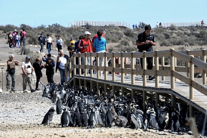 Private Day Tour to Punta Tombo Penguin Colony From Puerto Madryn
