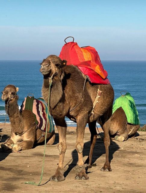 Private Day Tour to Tangier From Tarifa or Algeciras