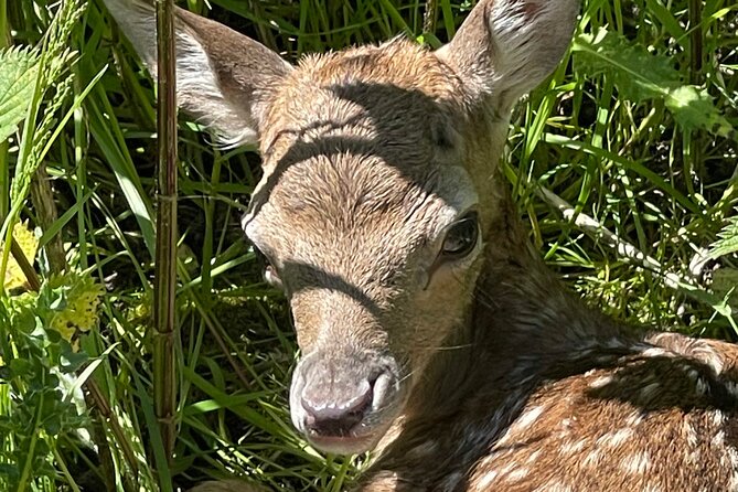 Private Deer Park Tour and Day Out in Leek