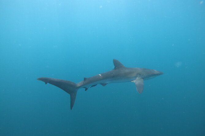 Private Dive Boat for Certified Divers – Cabo San Lucas
