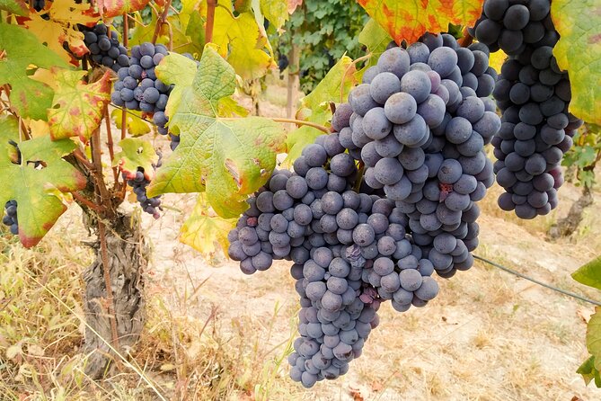 Private E-Bike Tour Langhe Del Barbaresco – Asphalt Only