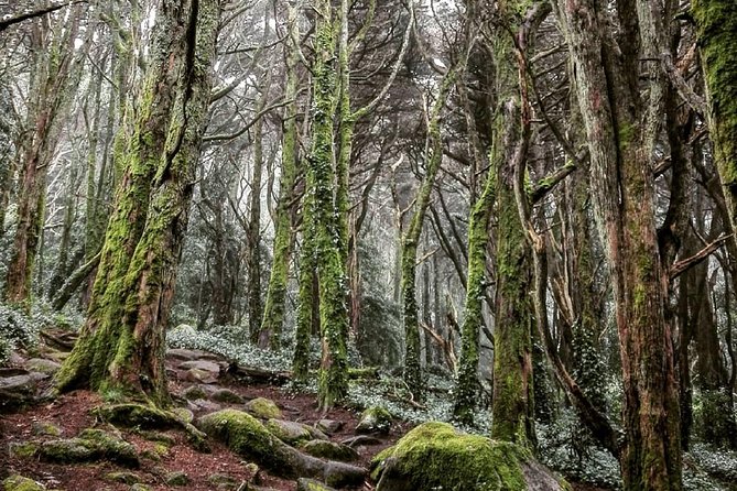 Private Evening Walk Inside the Forest: "Sintra Mountains Inbetween Wolves" - Accessibility and Suitability