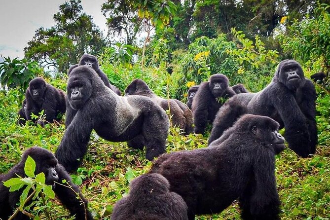 Private Gorilla Trekking Transfer From Kigali to Volcanoes N.Park - Included Amenities