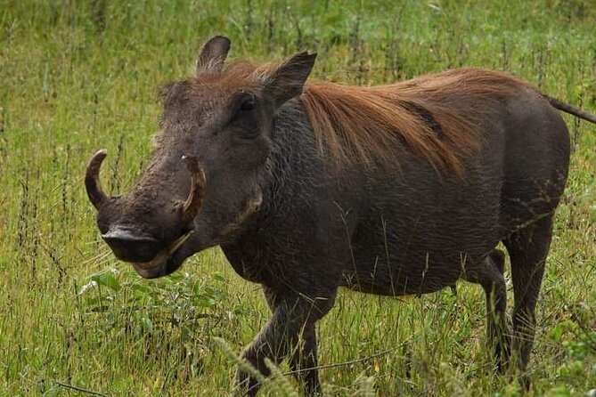Private Guided Tour in Victoria Falls - Pricing and Availability