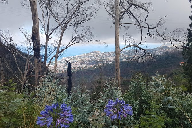 Private Guided Walk Levada Monte to Palheiro Ferreiro
