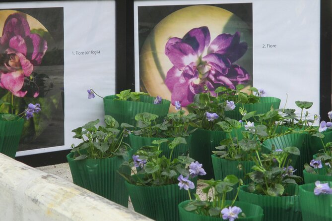 Private Half Day Tour to Parma the City of Perfume