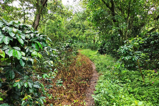 Private Hike to the Hidden Railway Line Near Medellin